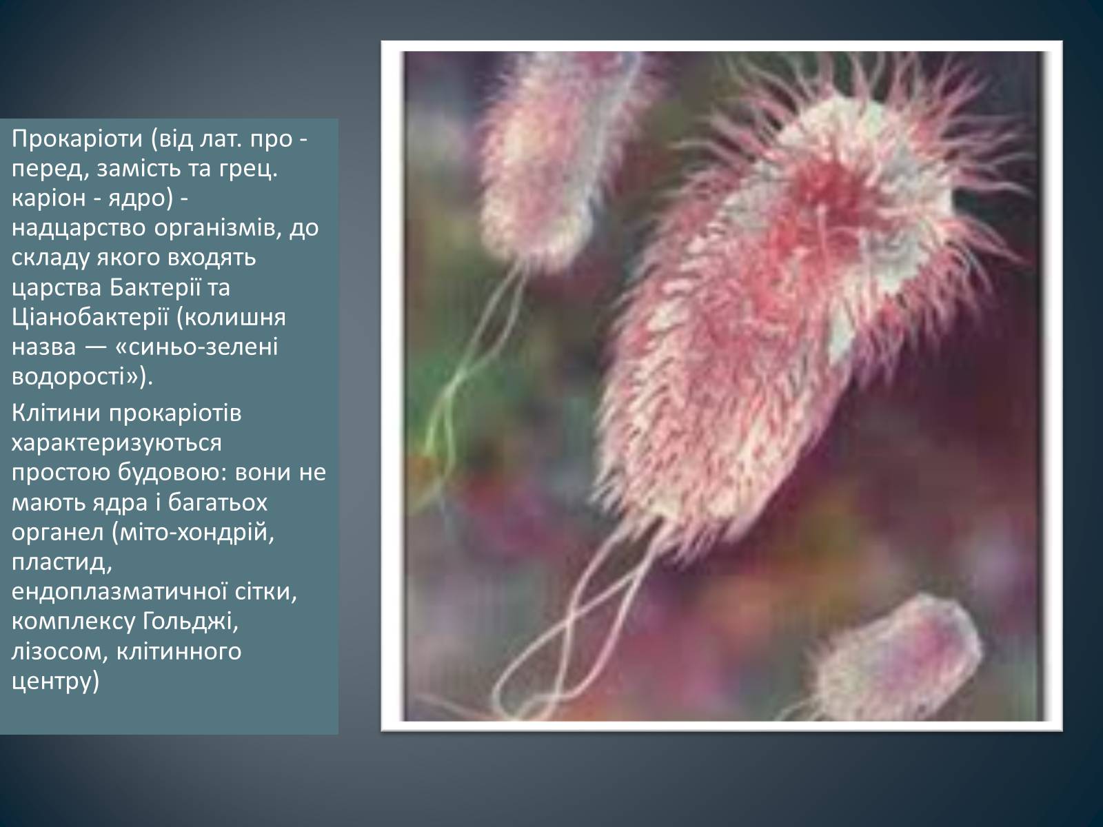 Презентація на тему «Будова клітин прокаріотів» - Слайд #2