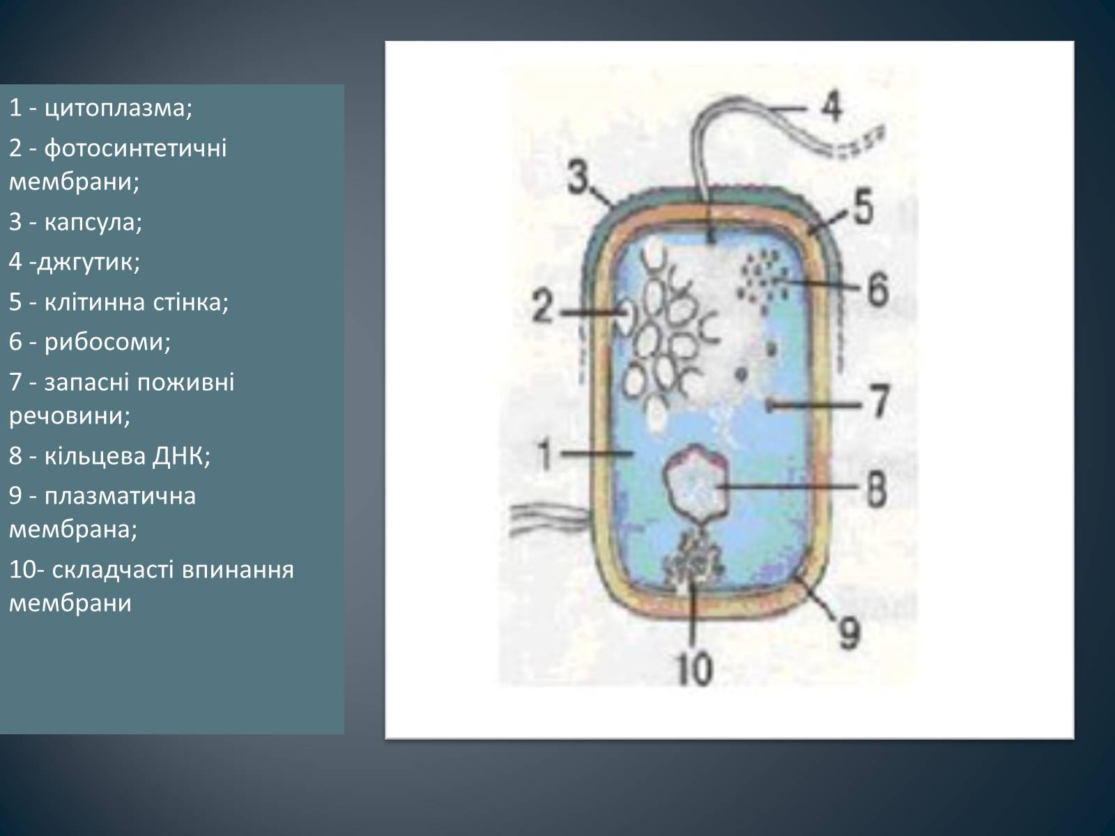 Презентація на тему «Будова клітин прокаріотів» - Слайд #3