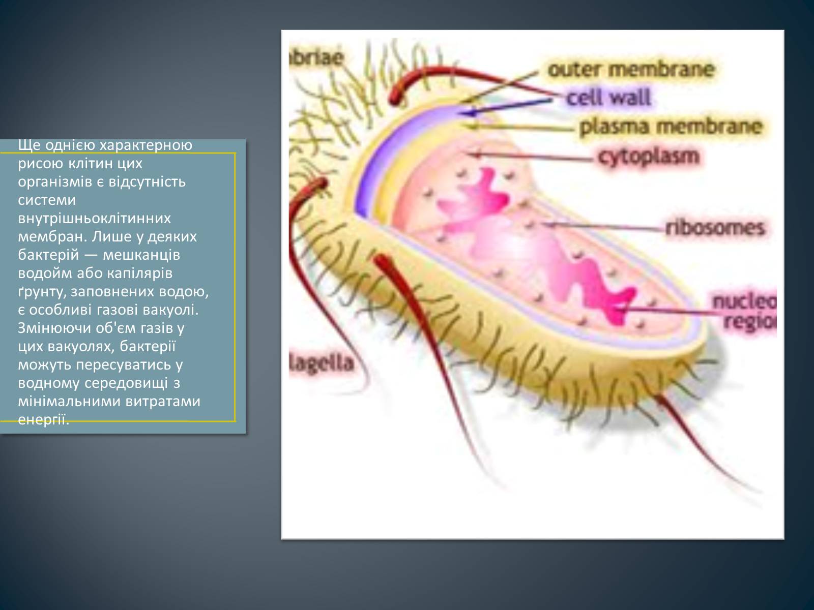 Презентація на тему «Будова клітин прокаріотів» - Слайд #4