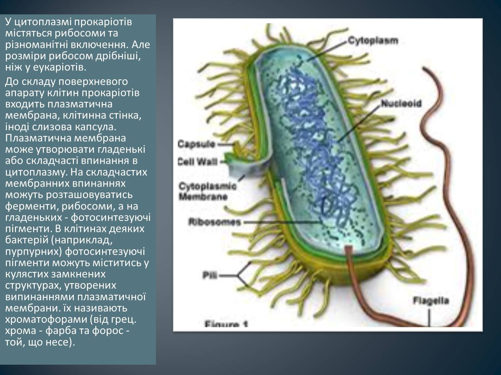 Презентація на тему «Будова клітин прокаріотів» - Слайд #5