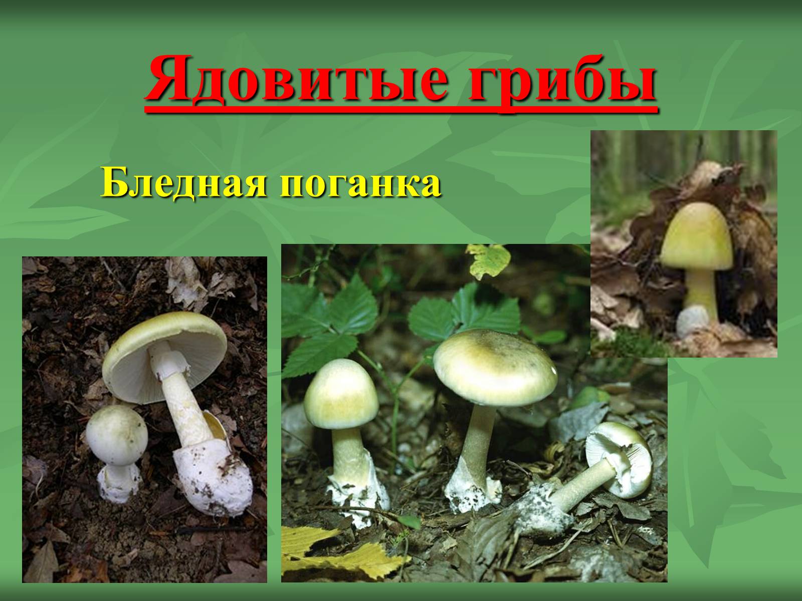 Несъедобные трубчатые грибы