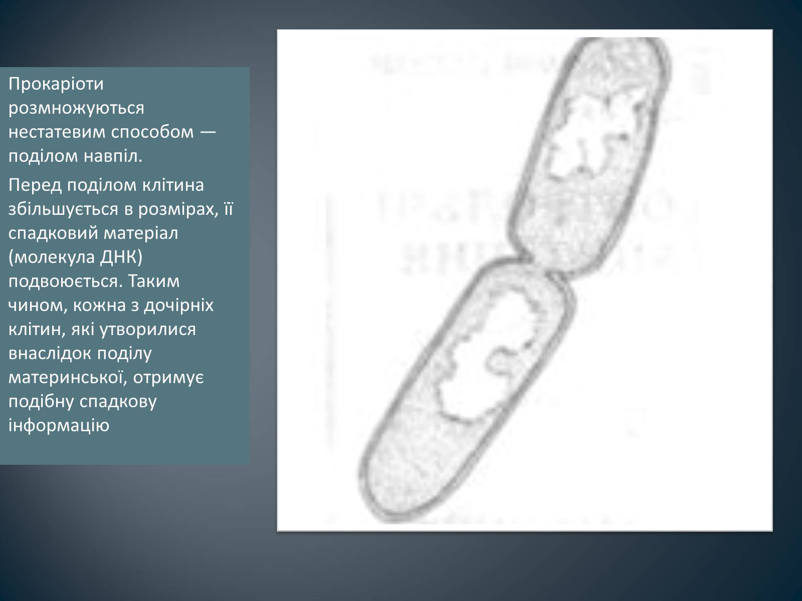 Презентація на тему «Будова клітин прокаріотів» - Слайд #11