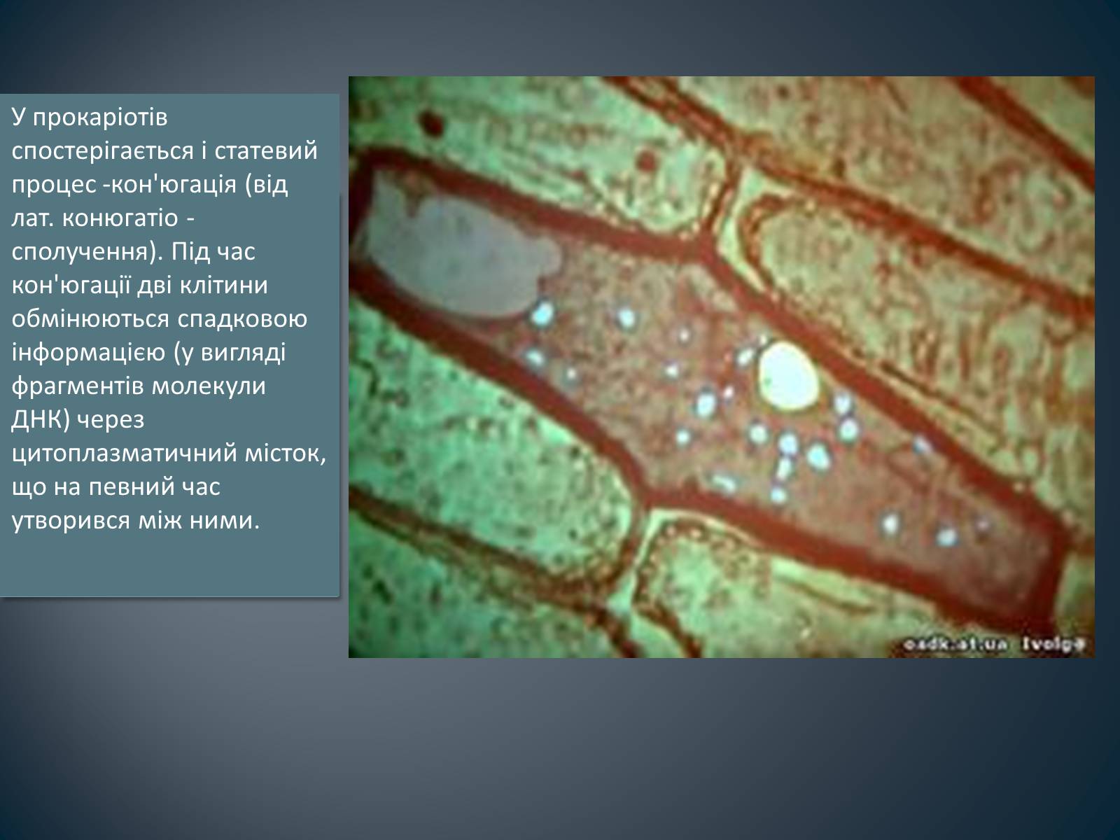 Презентація на тему «Будова клітин прокаріотів» - Слайд #12