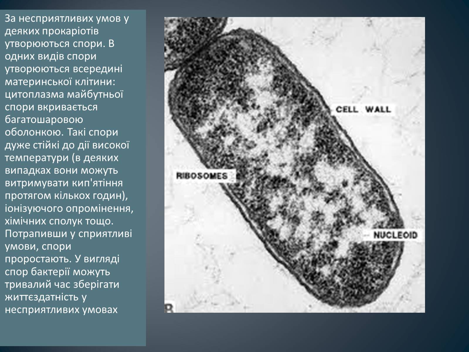 Презентація на тему «Будова клітин прокаріотів» - Слайд #13