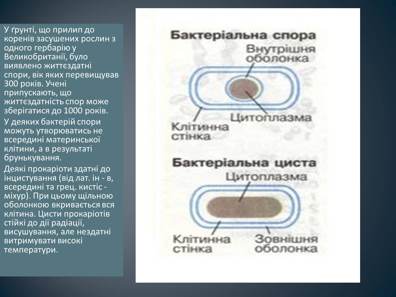 Презентація на тему «Будова клітин прокаріотів» - Слайд #14