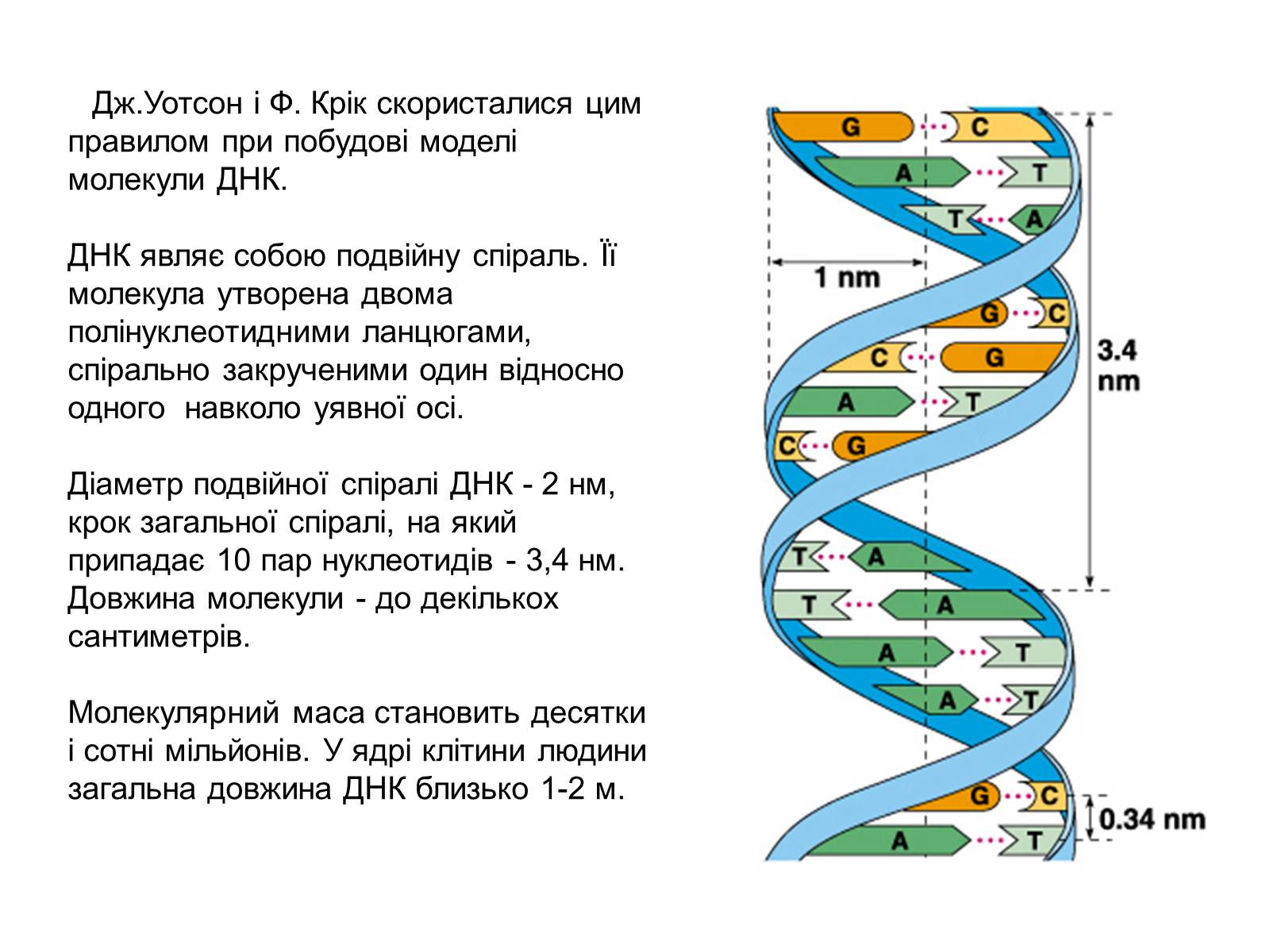 Характеристика двойной спирали ДНК