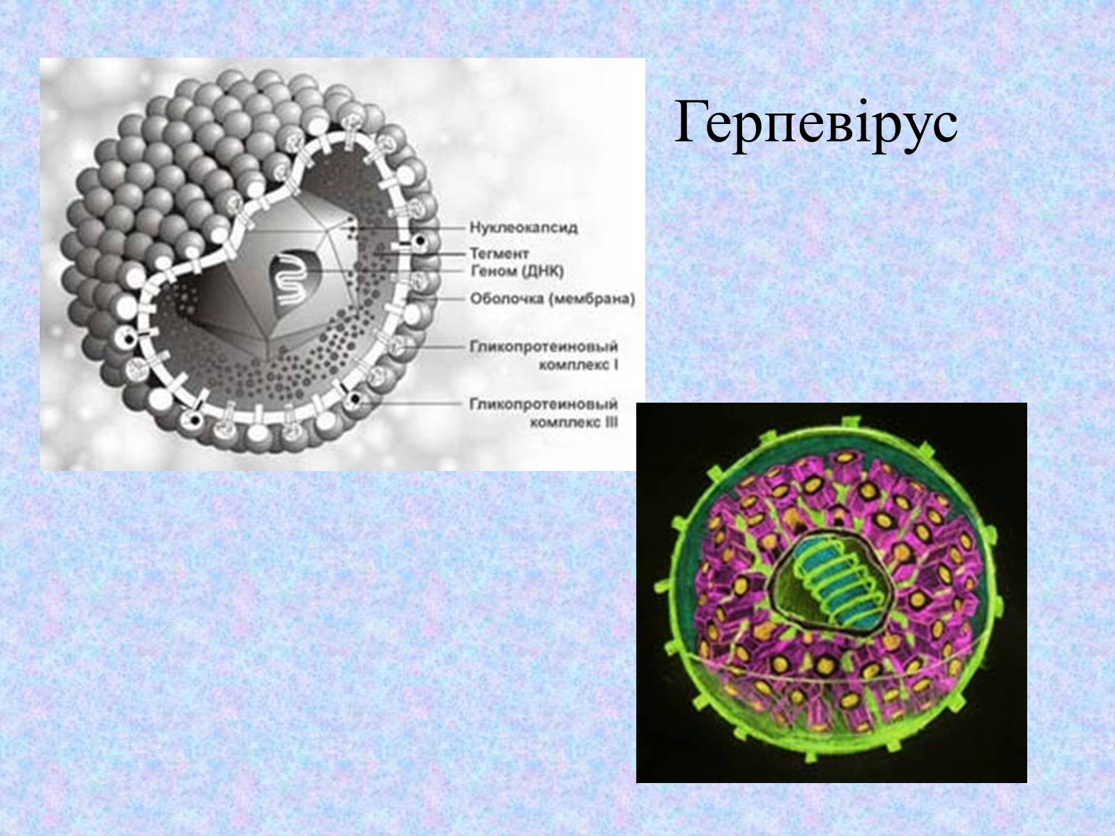 Строение вируса Herpesviridae