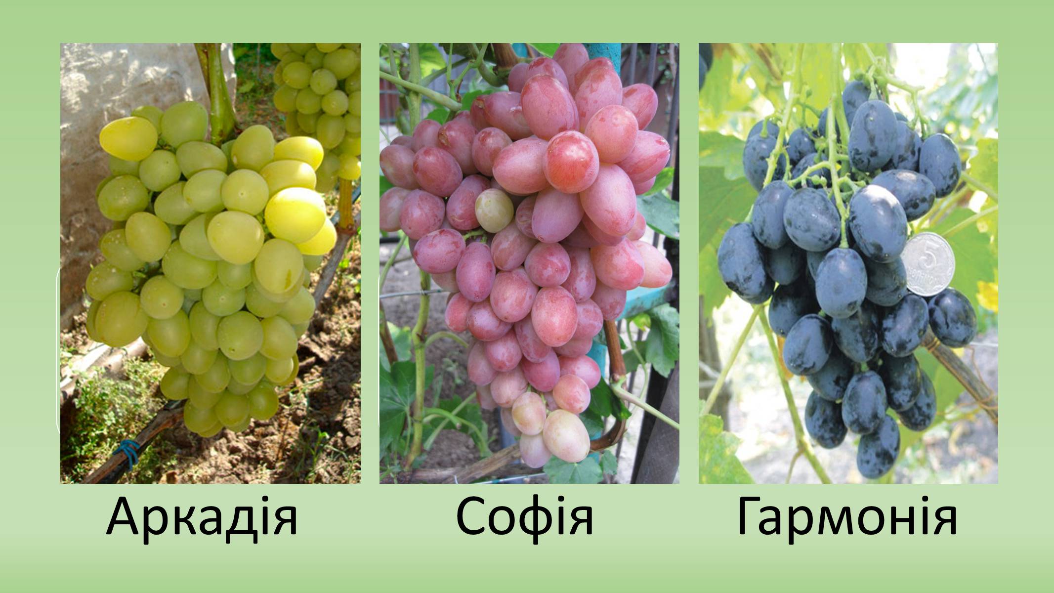 Презентація на тему «Сорти винограду в Україні» - Слайд #2
