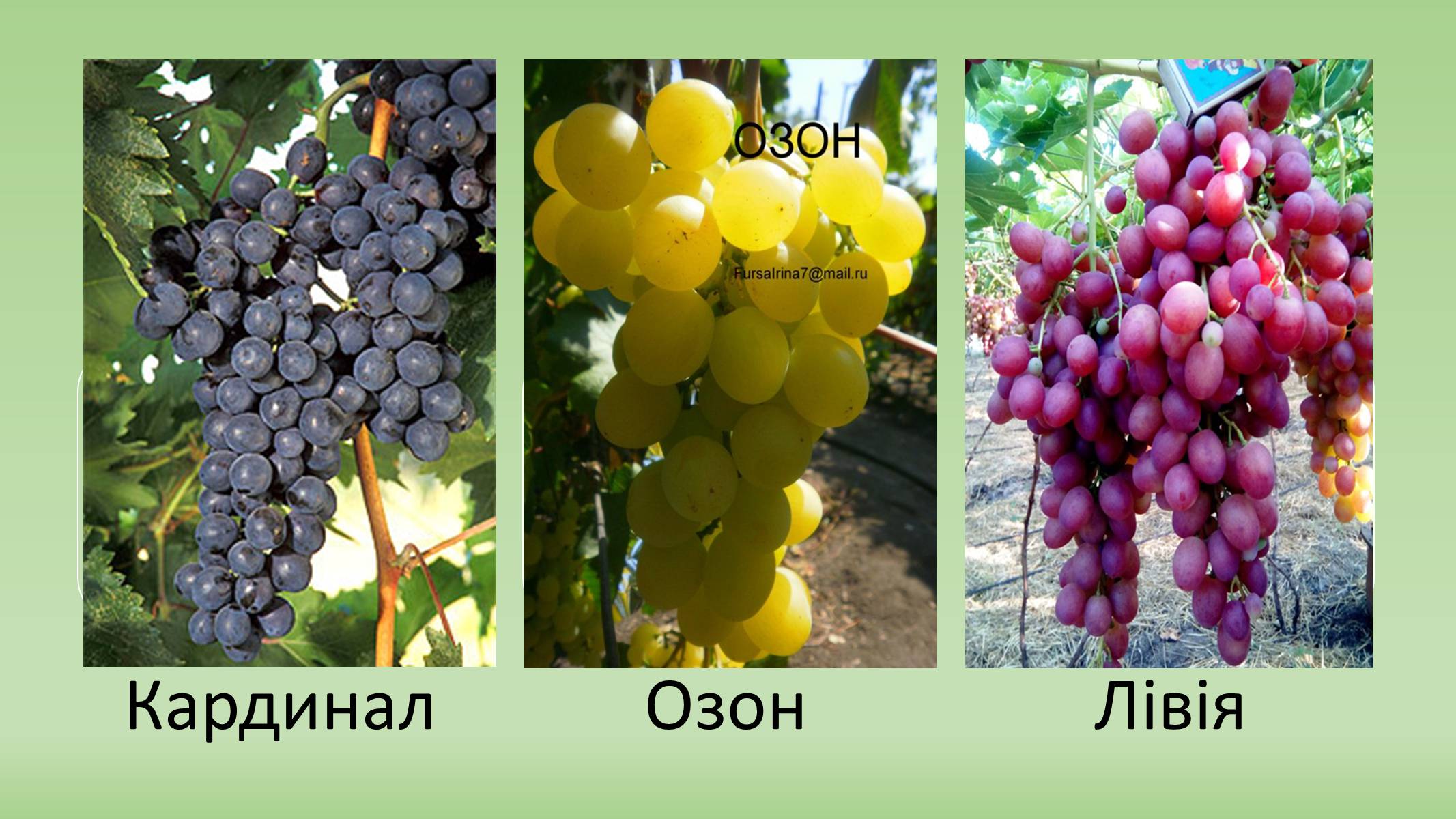 Презентація на тему «Сорти винограду в Україні» - Слайд #3