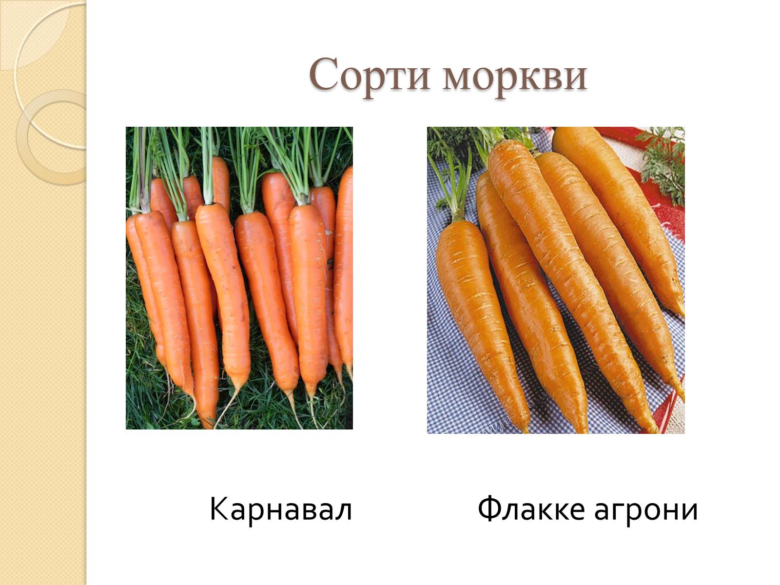 Презентація на тему «Сорти моркви в Україні» - Слайд #3