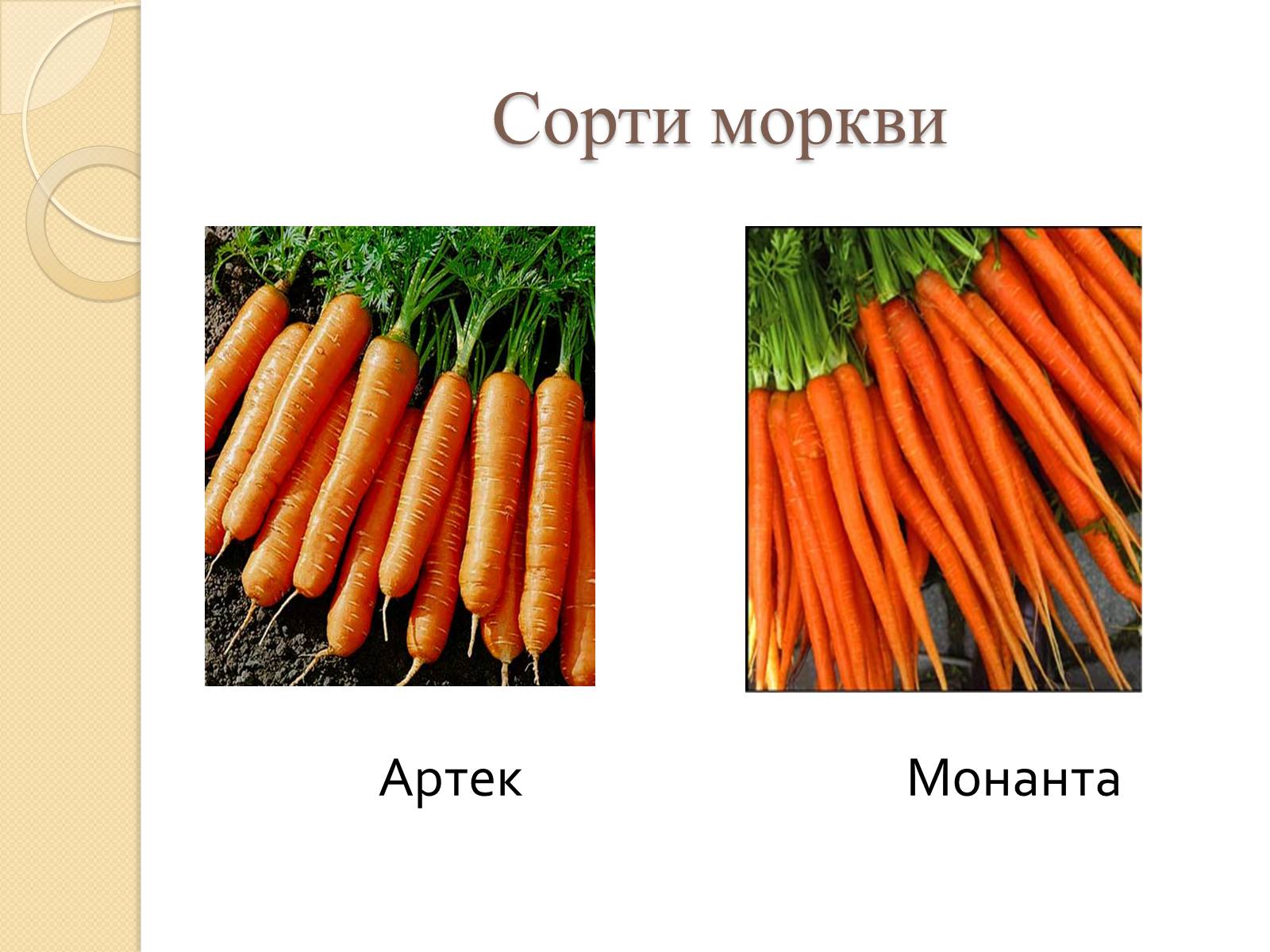Презентація на тему «Сорти моркви в Україні» - Слайд #4