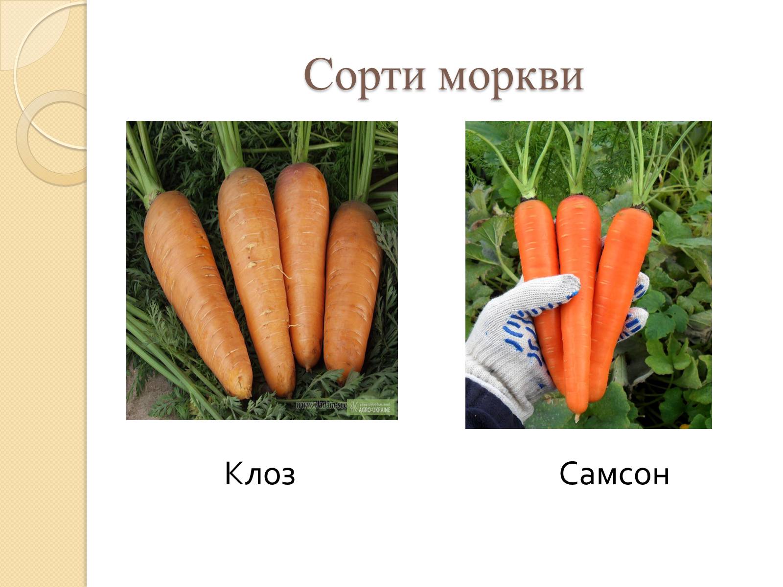 Презентація на тему «Сорти моркви в Україні» - Слайд #5