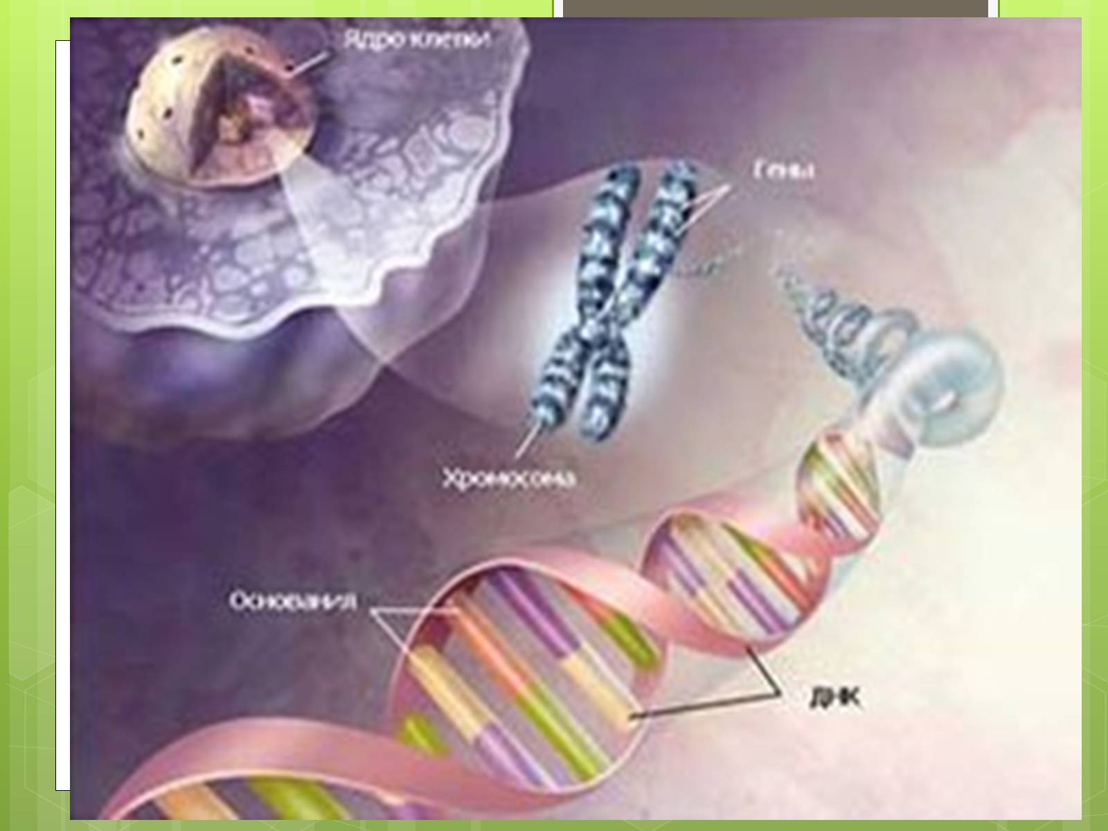Презентація на тему «Молекулярна діагностика генів людини» - Слайд #3