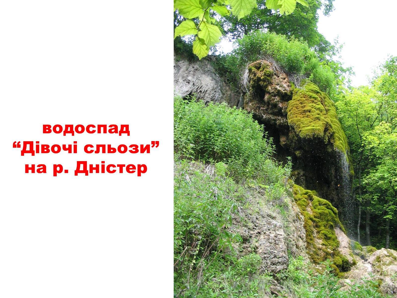 Презентація на тему «Природа України» - Слайд #15
