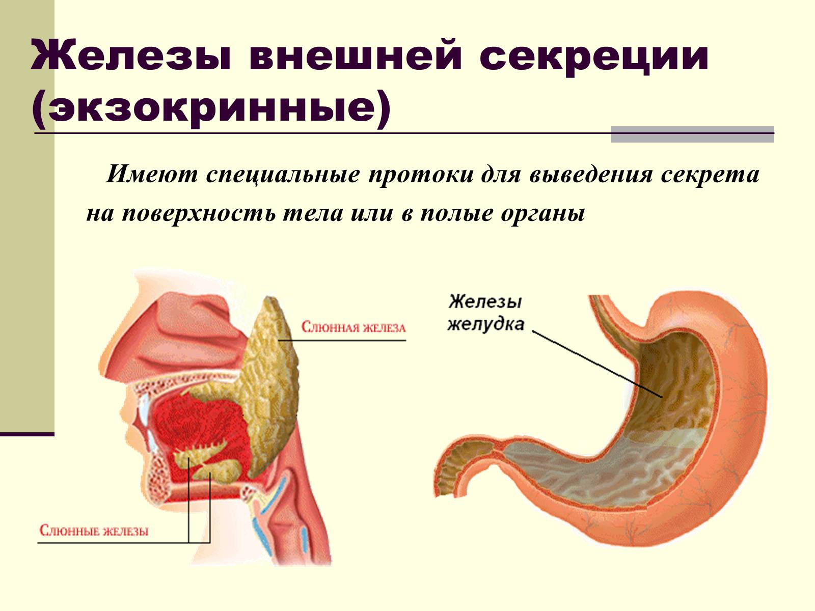 Железы внутренней секреции презентация 8. Типы желез внешней секреции. Железы внутренней секреции экзокринных. Экзокринные железы это железы внешней секреции. Схема железы внешней секреции.