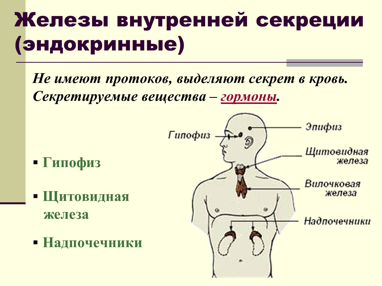 Железы внутренней секреции: гипофиз, надпочечники, щитовидная железа.