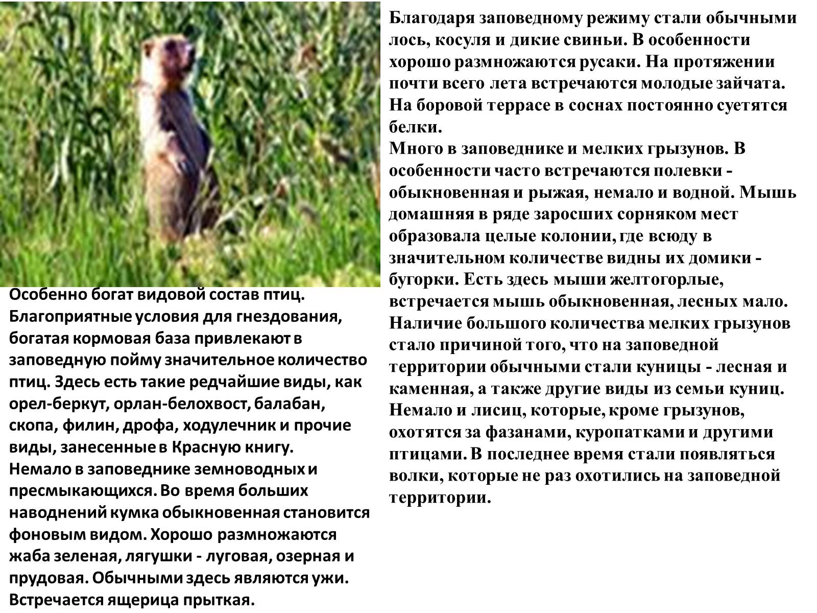 Презентація на тему «Природно-заповедные территории Луганской области» - Слайд #5