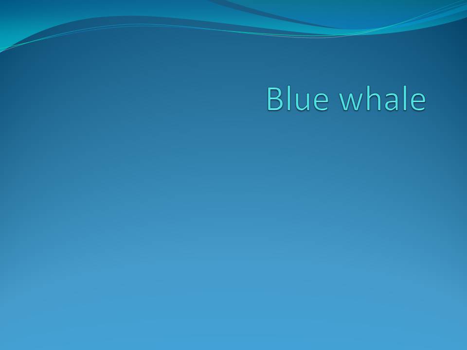 Презентація на тему «Blue whale» - Слайд #1