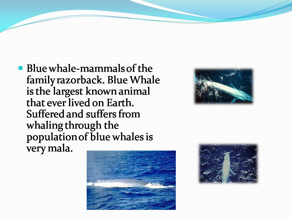 Презентація на тему «Blue whale» - Слайд #2