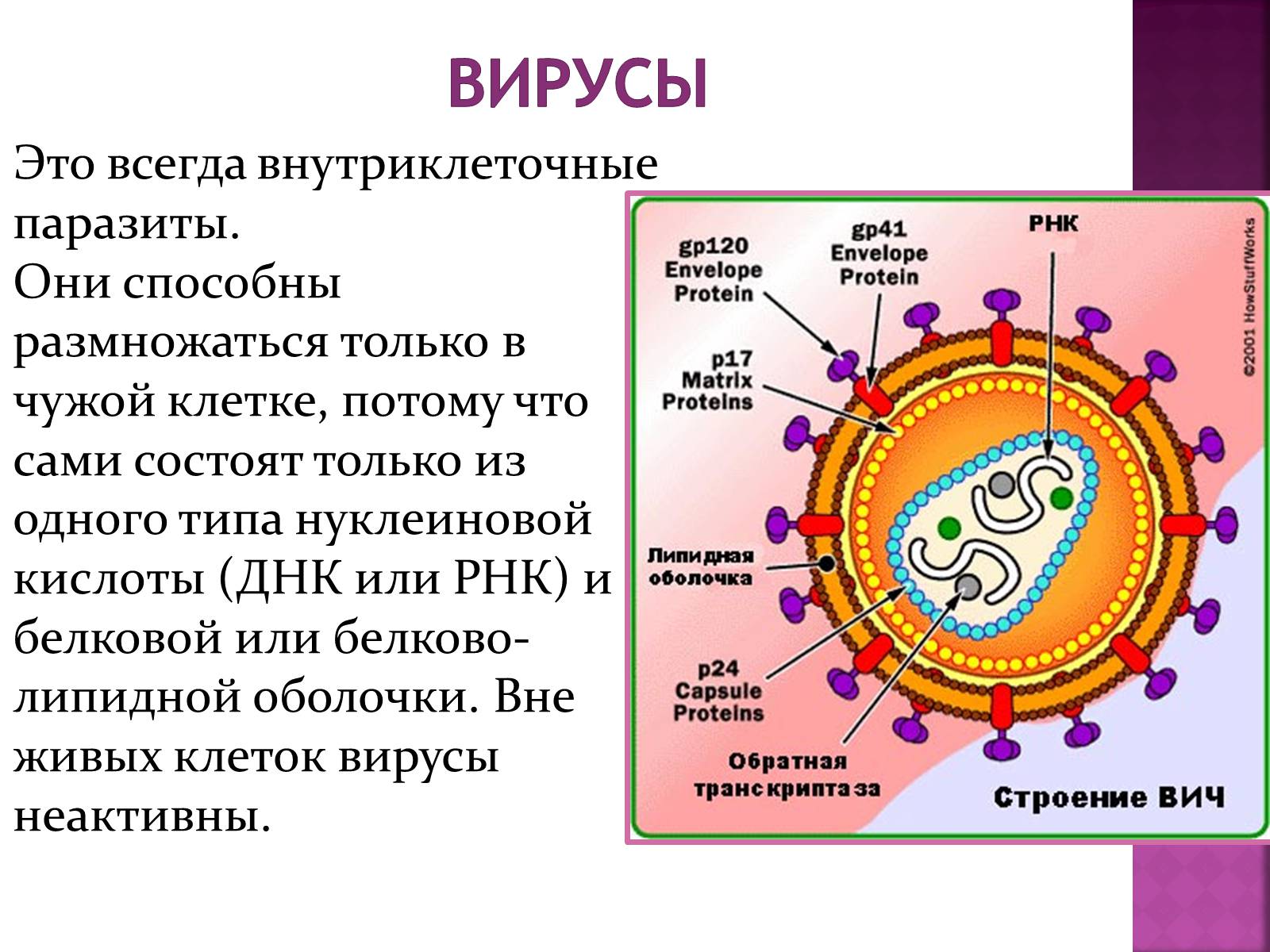 Презентація на тему «Симптоматика вирусных и бактериальных заболеваний» - Слайд #5