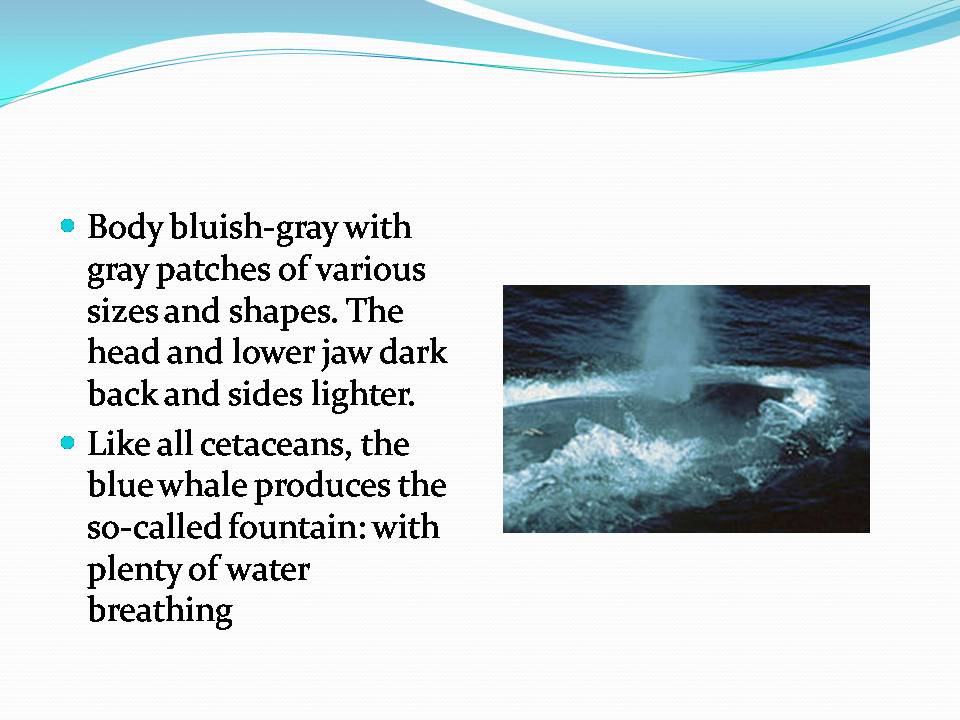 Презентація на тему «Blue whale» - Слайд #3