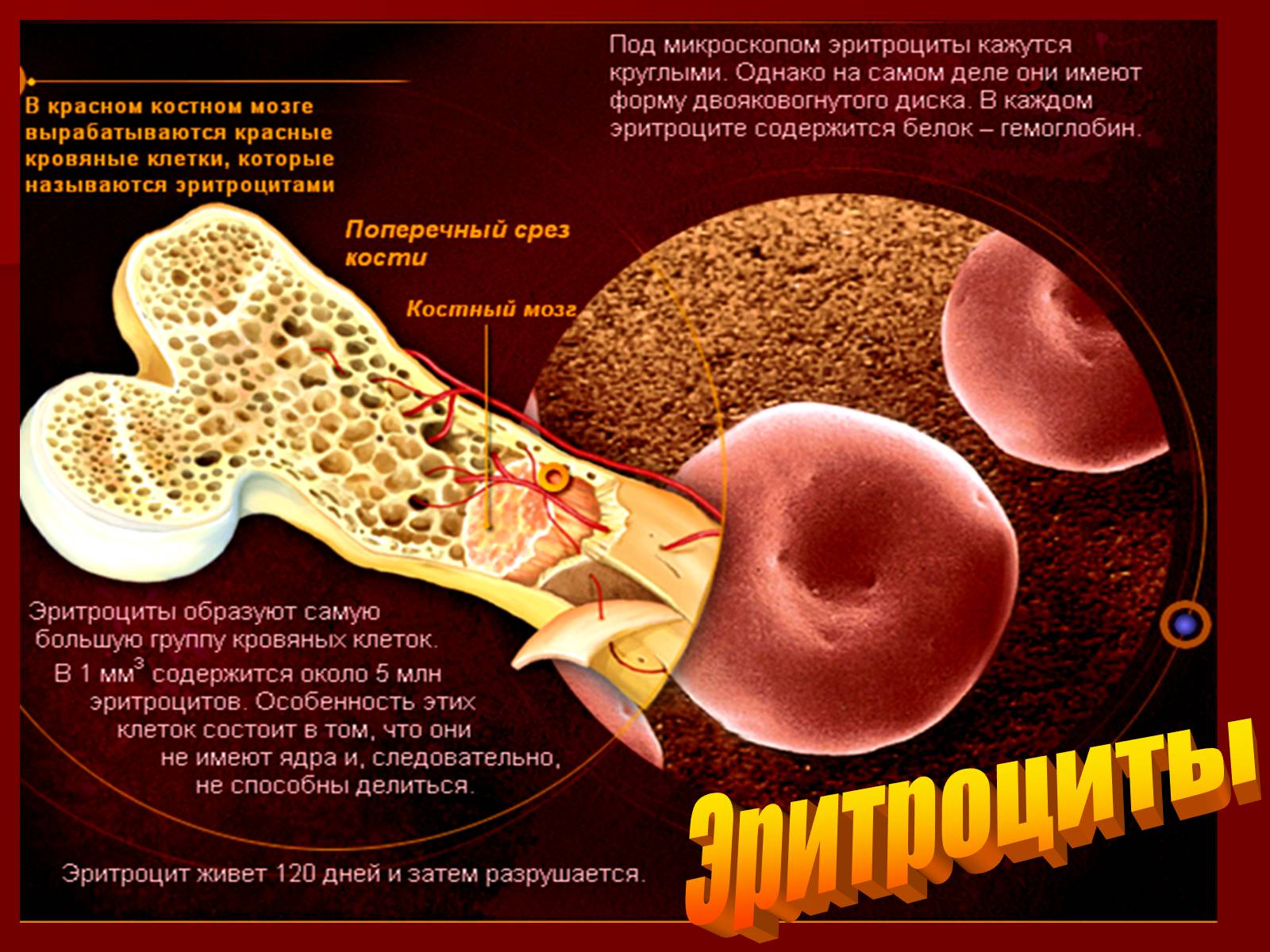 Где вырабатывается кровь. Красный костный мозг эритроциты. Эритроциты в костном мозге. Что вырабатывает красный костный мозг. Клетки костного мозга.