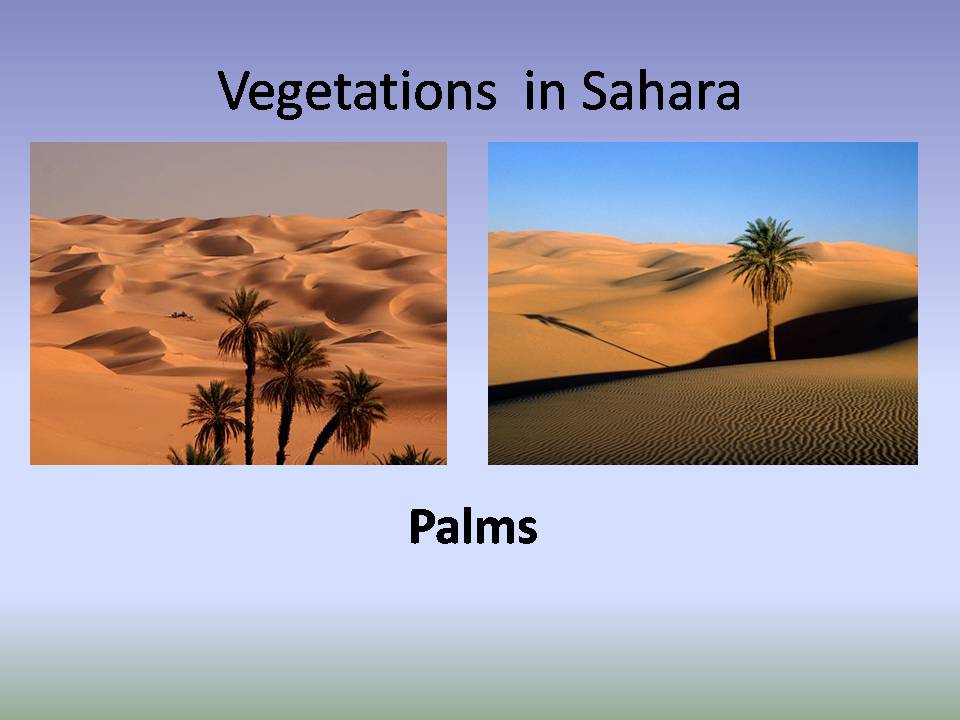 Презентація на тему «The largest desert in the world» - Слайд #6
