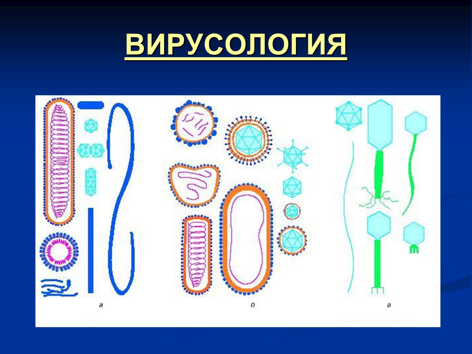Презентація на тему «Вирусология» - Слайд #1