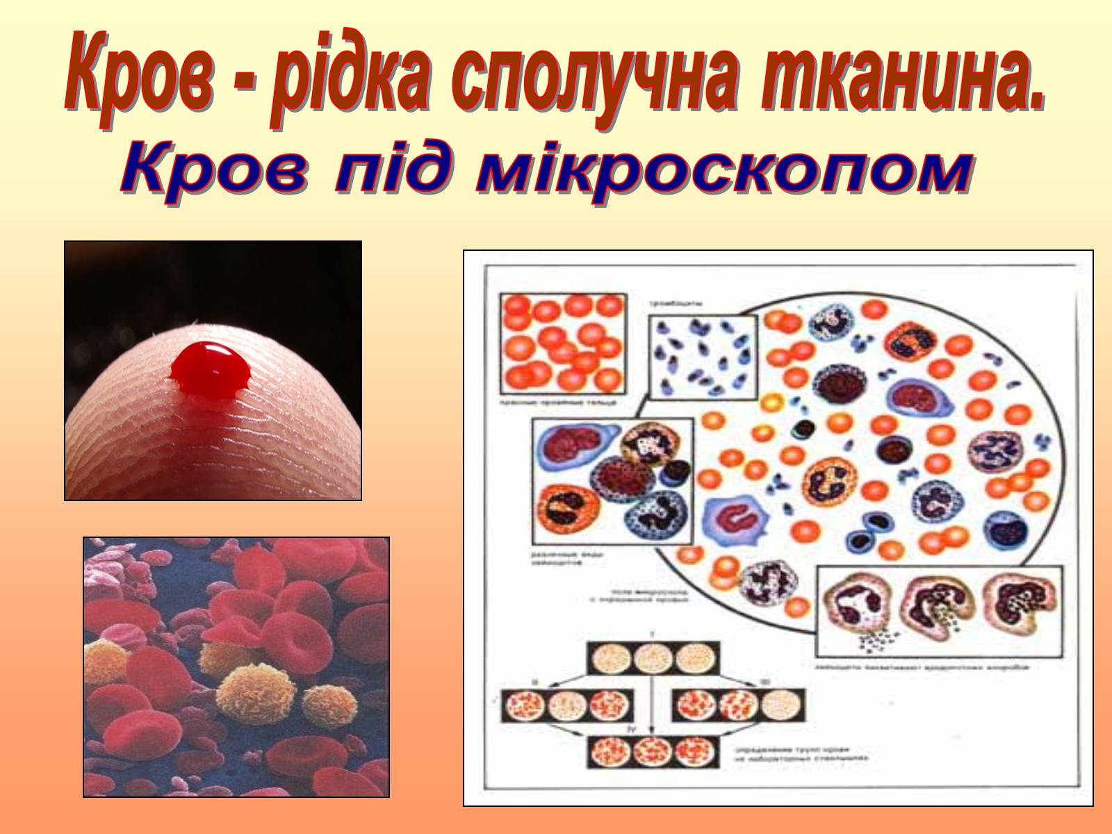 Презентація на тему «Кров» (варіант 2) - Слайд #7