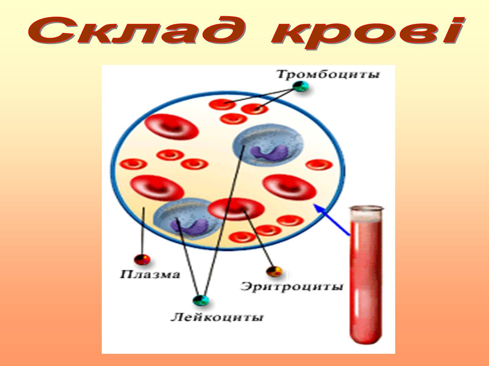 Презентація на тему «Кров» (варіант 2) - Слайд #11