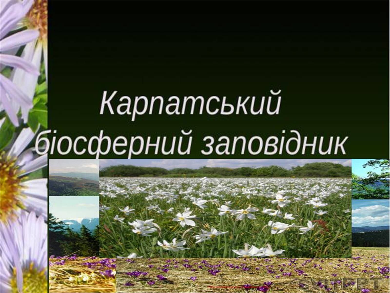Презентація на тему «Природно-заповідний фонд України» (варіант 1) - Слайд #7