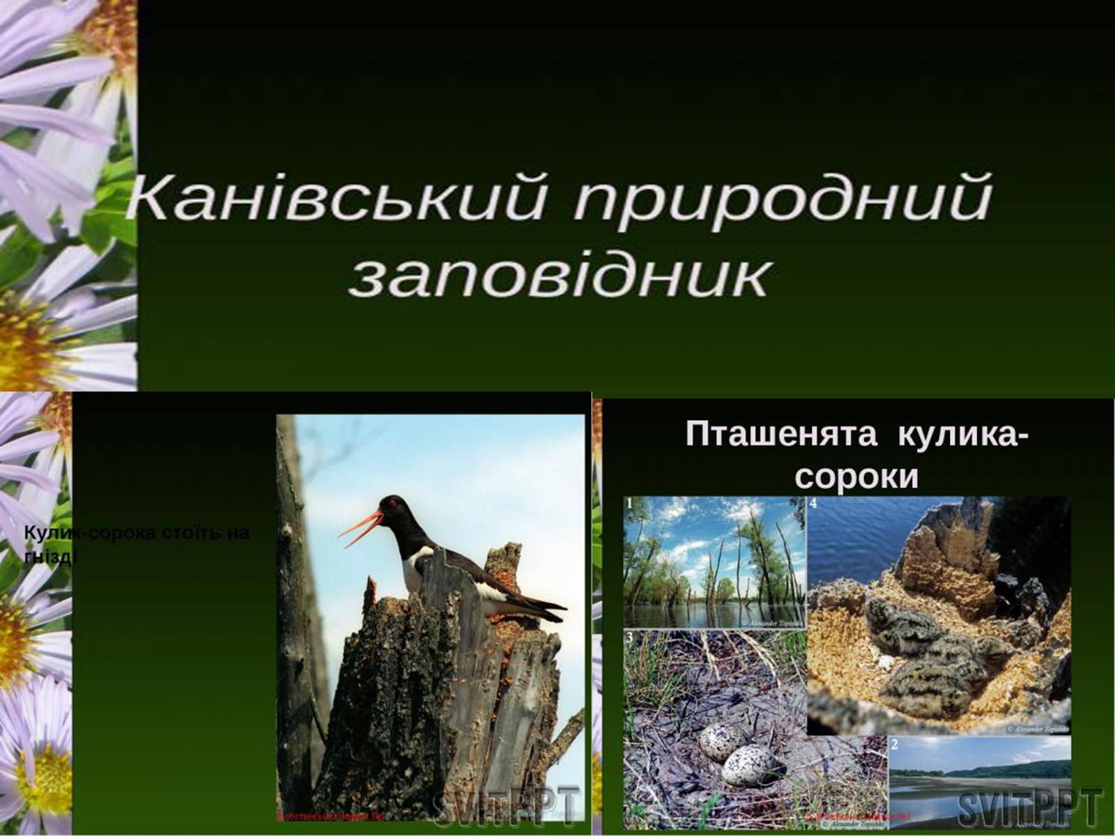 Презентація на тему «Природно-заповідний фонд України» (варіант 1) - Слайд #8
