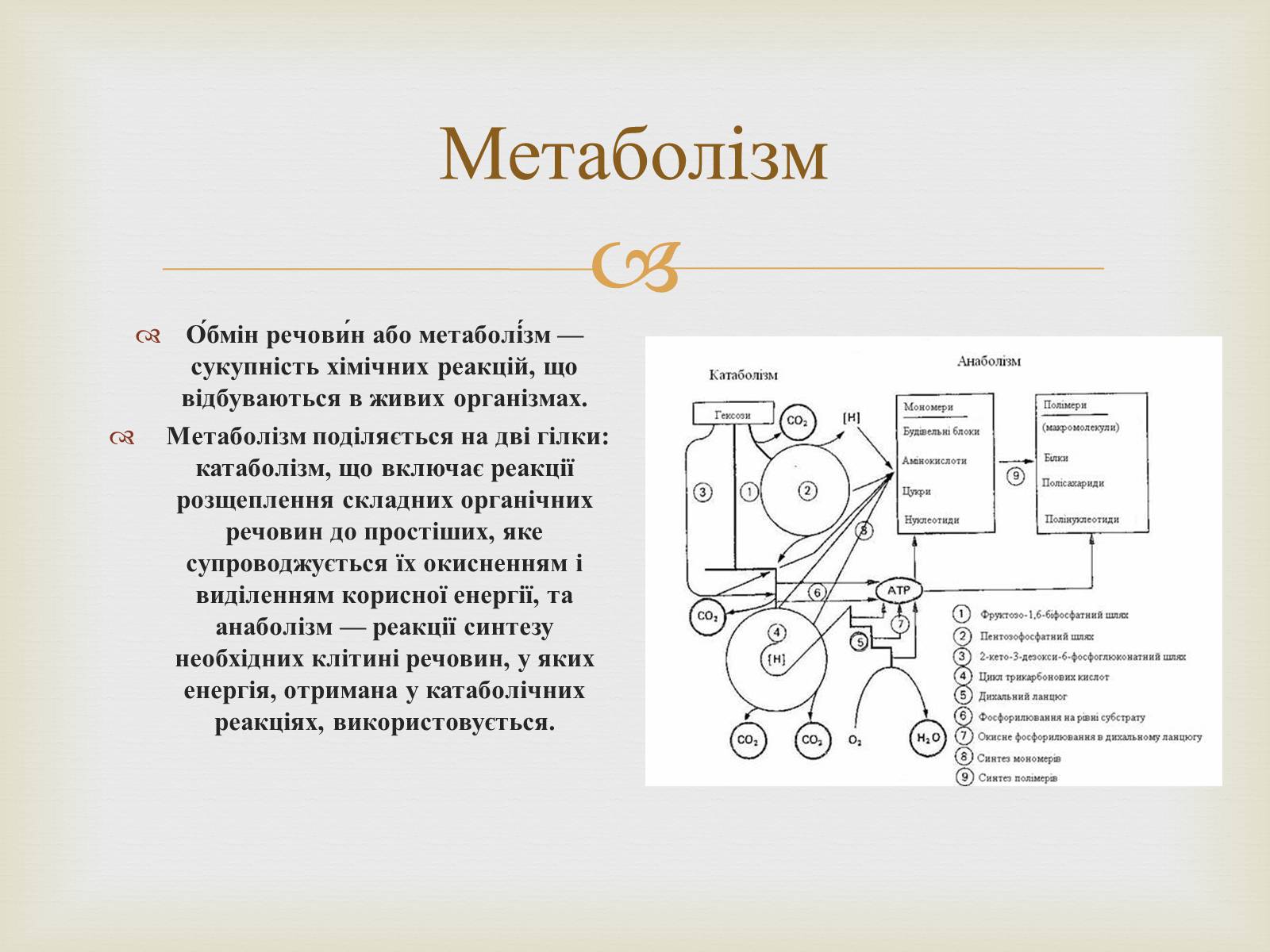 Презентація на тему «Метаболізм» - Слайд #2