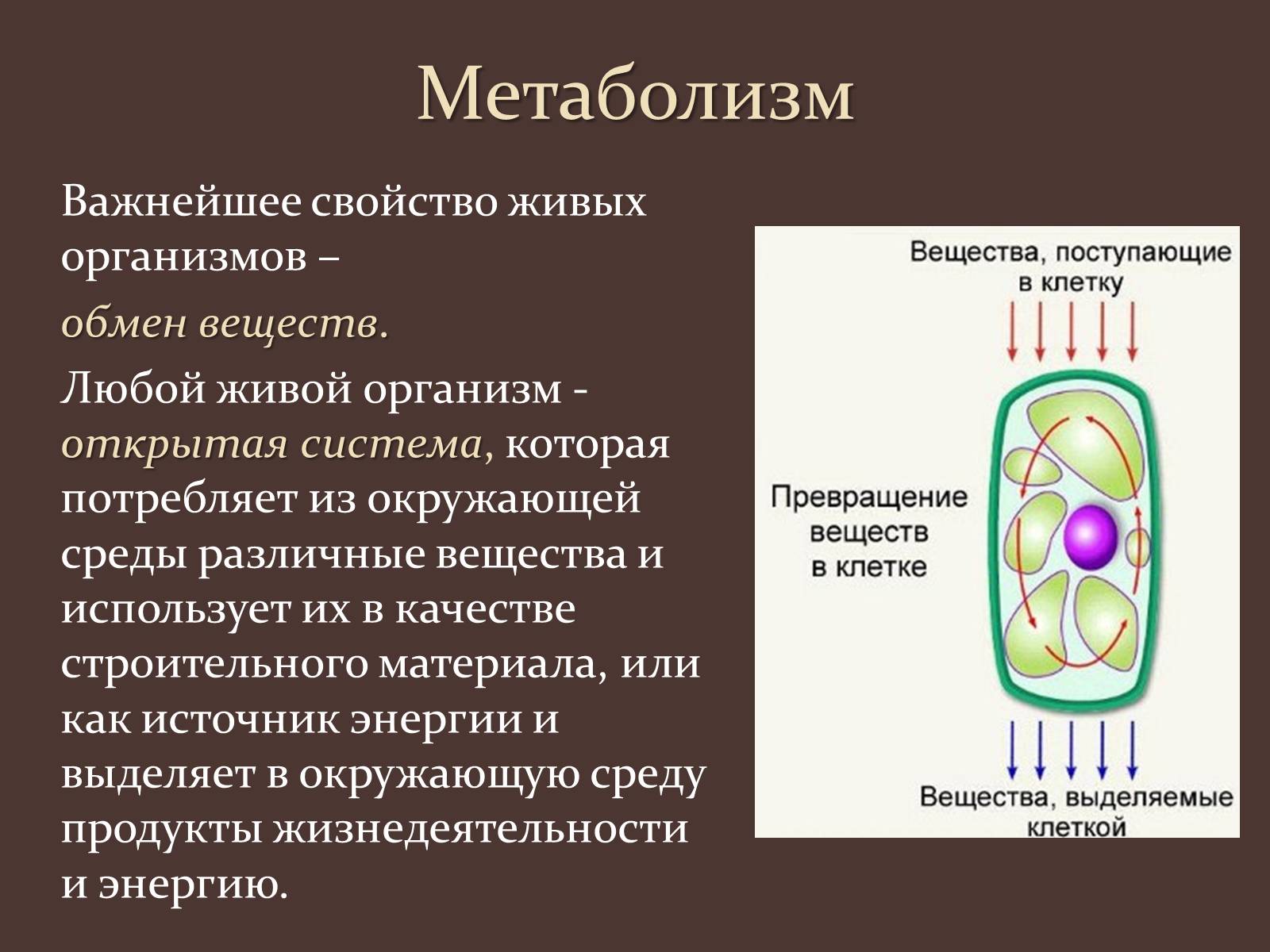 Презентація на тему «Метаболизм клетки» - Слайд #2