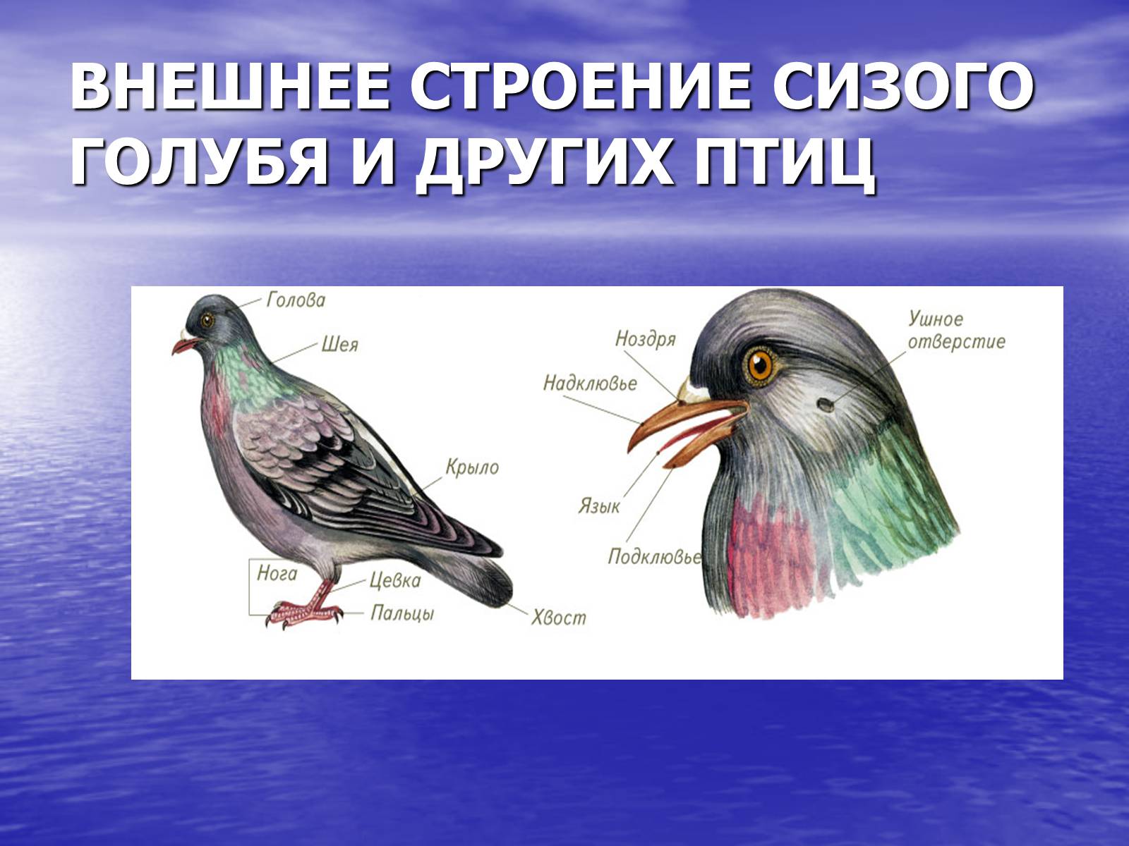 Тест по биологии на тему птицы. Внешнее строение сизого голубя. Сизый голубь строение. Внешнее строение птицы голубь. Внешнеемстроение голубя.