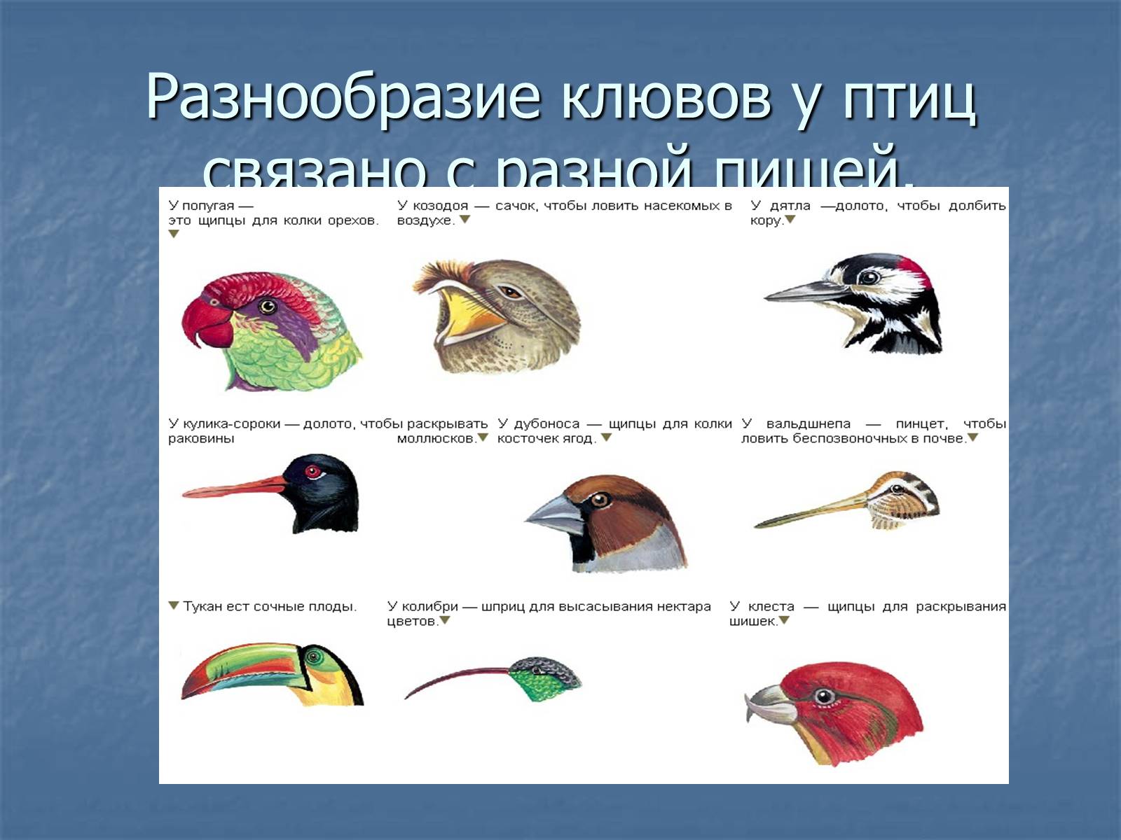 Разнообразие птиц презентация. Клювы птиц. Разнообразие клювов. Разнообразие клювов птиц. Формы клюва у птиц.