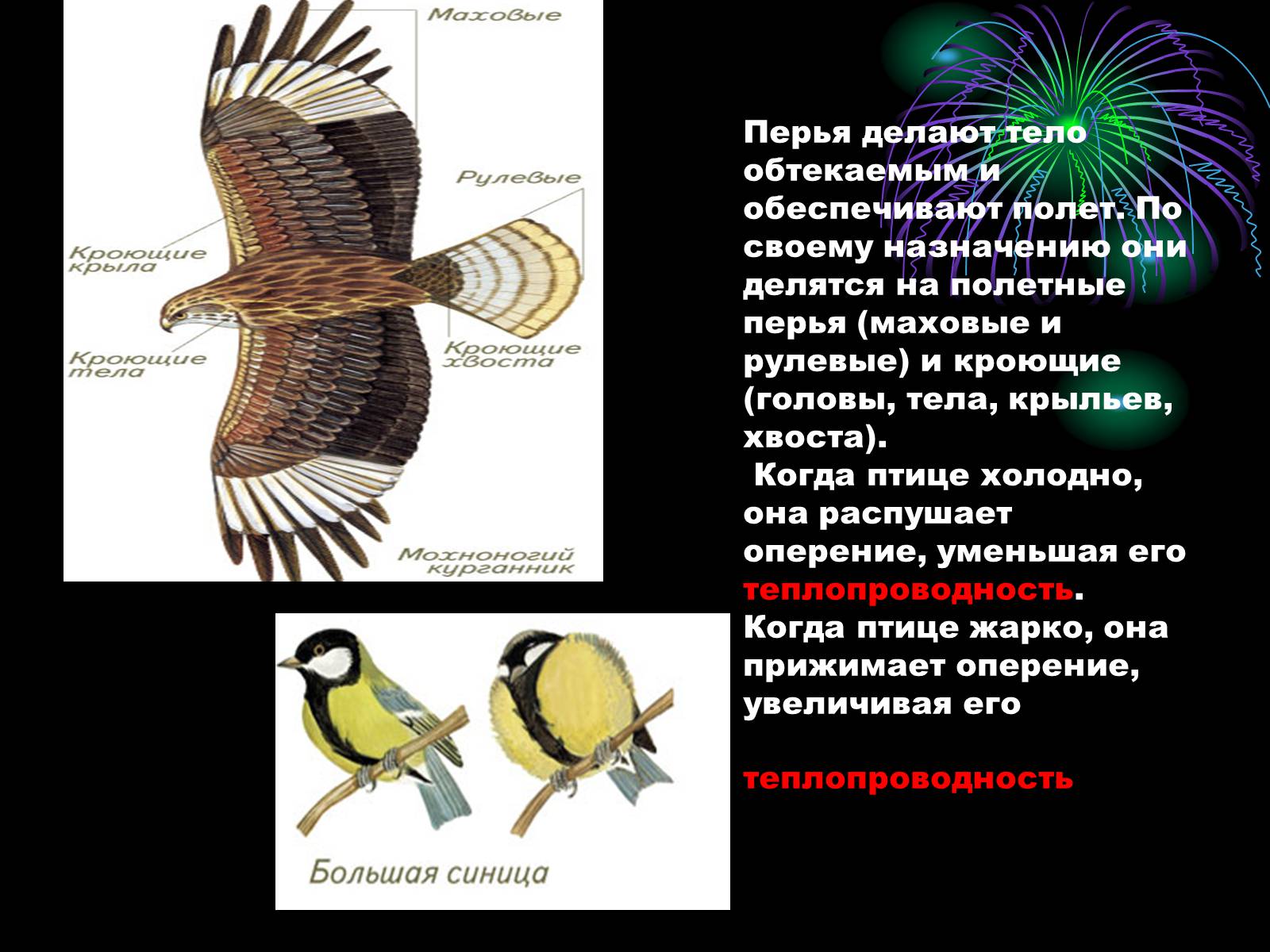 Презентація на тему «Птицы» (варіант 1) - Слайд #13