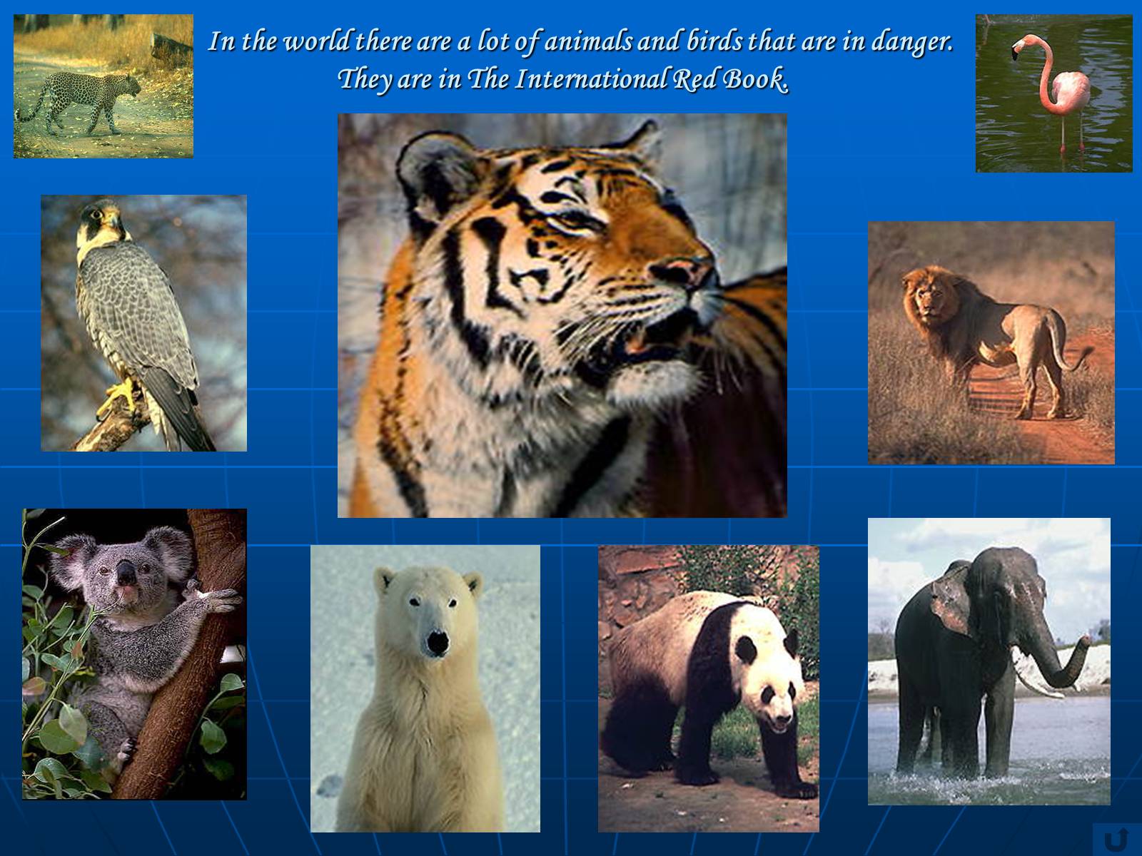 World is in danger. There are a lot of animals. Animal Protection. There are lots of animals.
