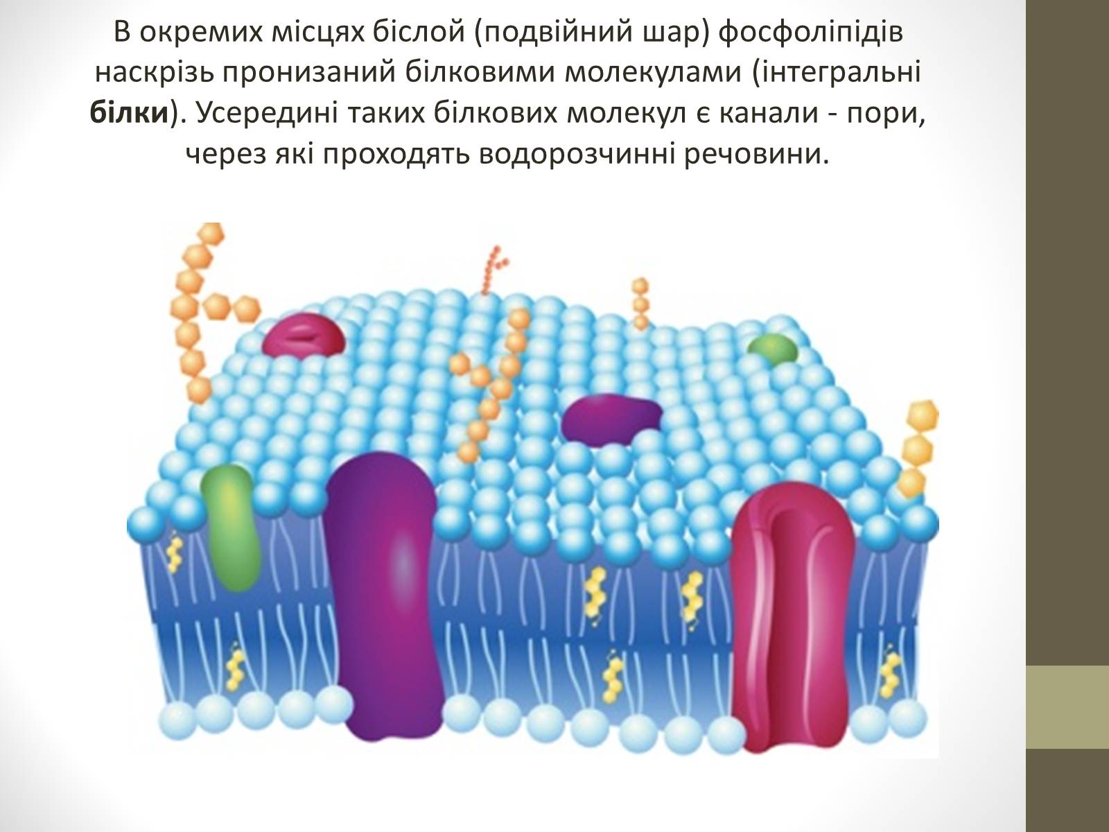 Плазматическая мембрана животной клетки рисунок