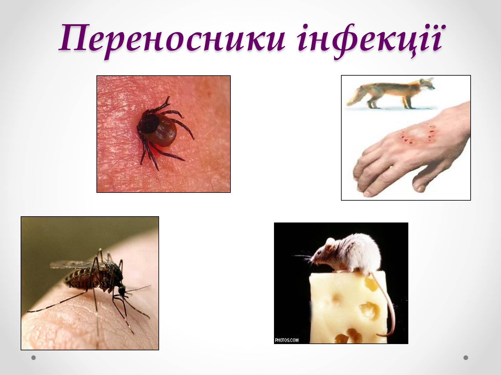 Презентація на тему «Вірусобіологія» - Слайд #17