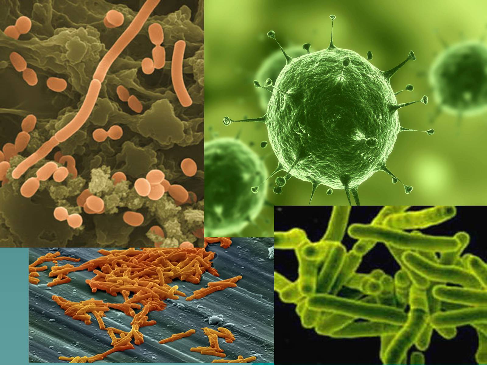 Презентація на тему «Основні групи інфекційних захворювань» - Слайд #10