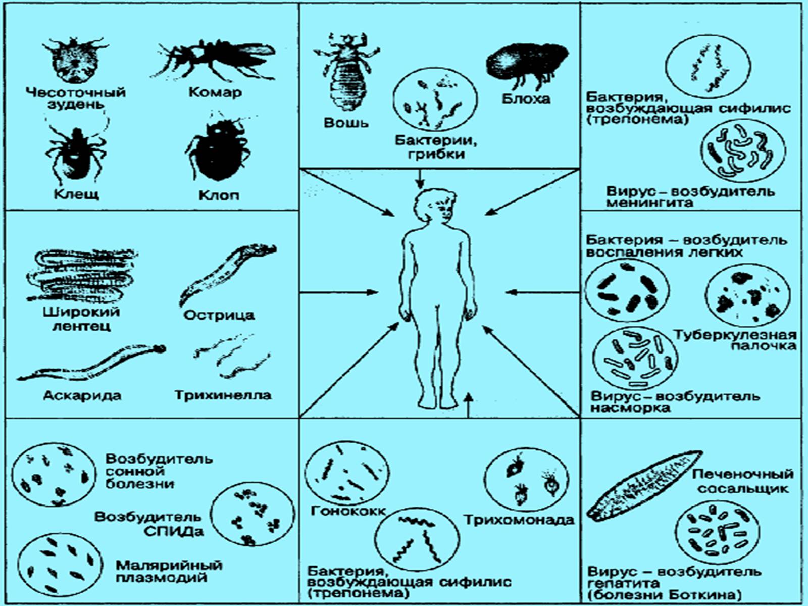 Презентація на тему «Биосферный и биоценотический уровни организации жизни» - Слайд #7