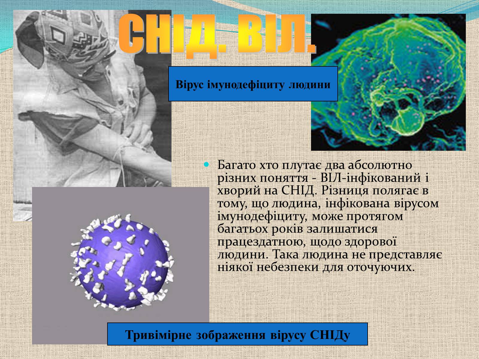 Презентація на тему «Віруси, їхня будова, життєвий цикл» (варіант 1) - Слайд #13