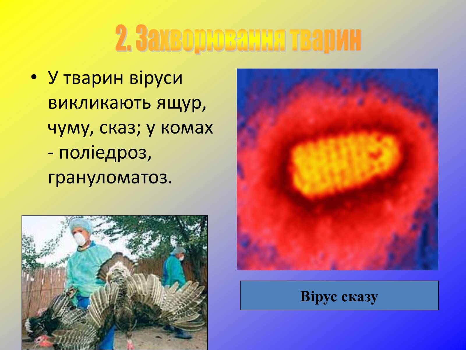 Презентація на тему «Віруси, їхня будова, життєвий цикл» (варіант 1) - Слайд #14