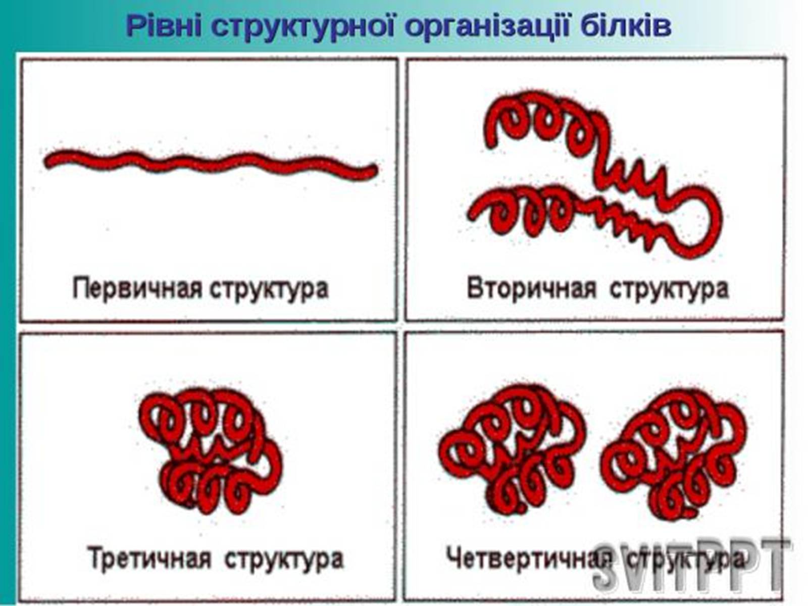 Первичная вторичная и третичная структура белков