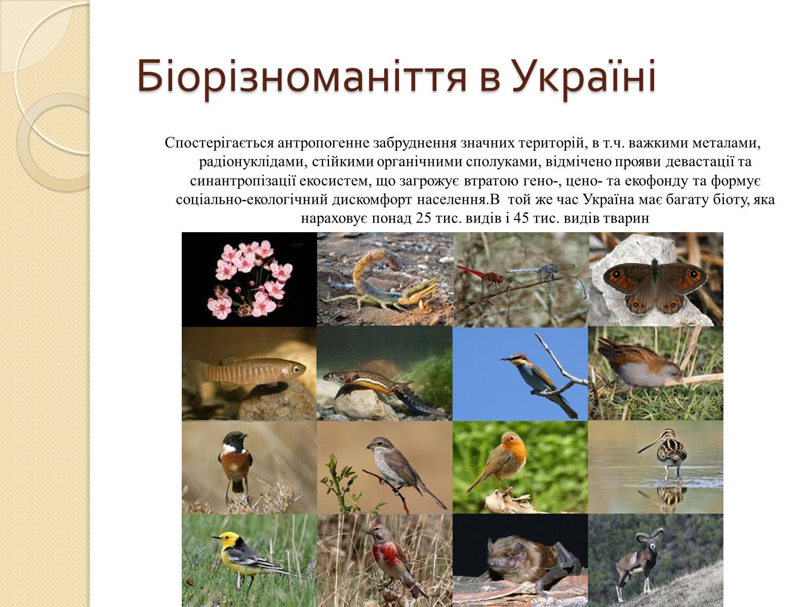 Презентація на тему «Скорочення біологічного різноманіття» - Слайд #8