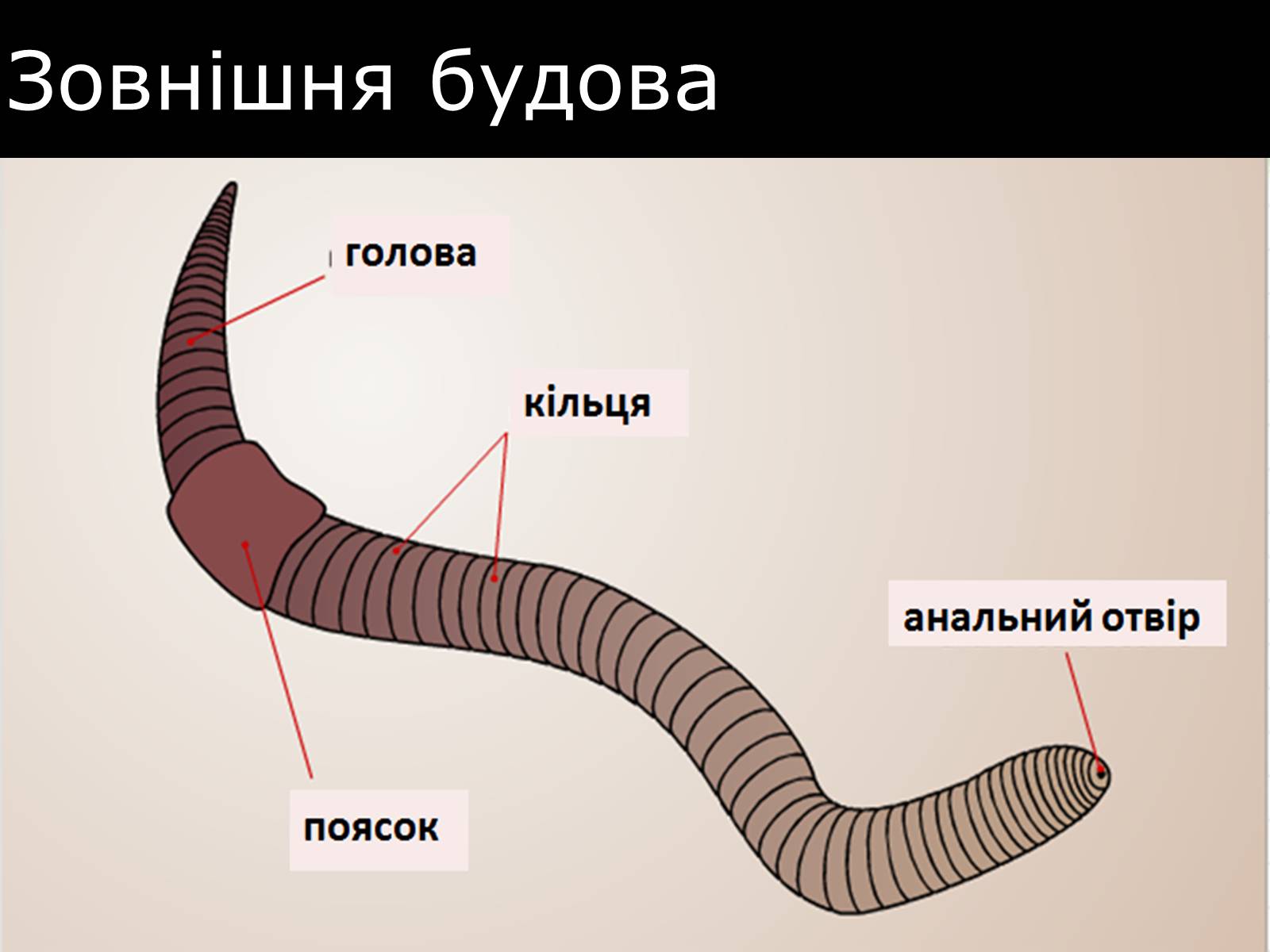 Презентація на тему «Малощетинкові черви» - Слайд #3