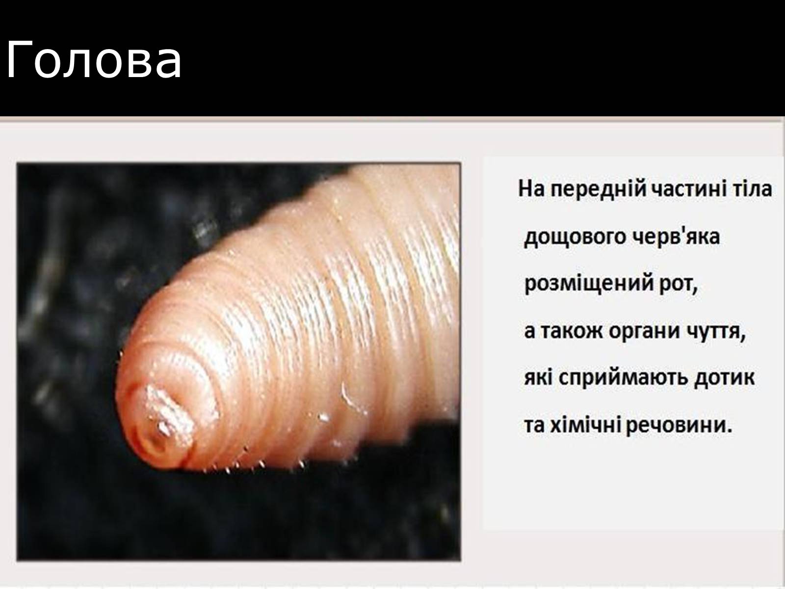 Презентація на тему «Малощетинкові черви» - Слайд #4
