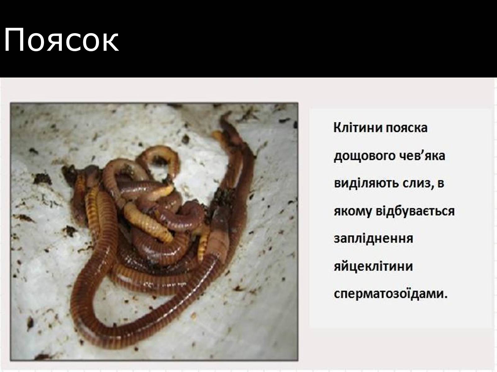 Презентація на тему «Малощетинкові черви» - Слайд #5