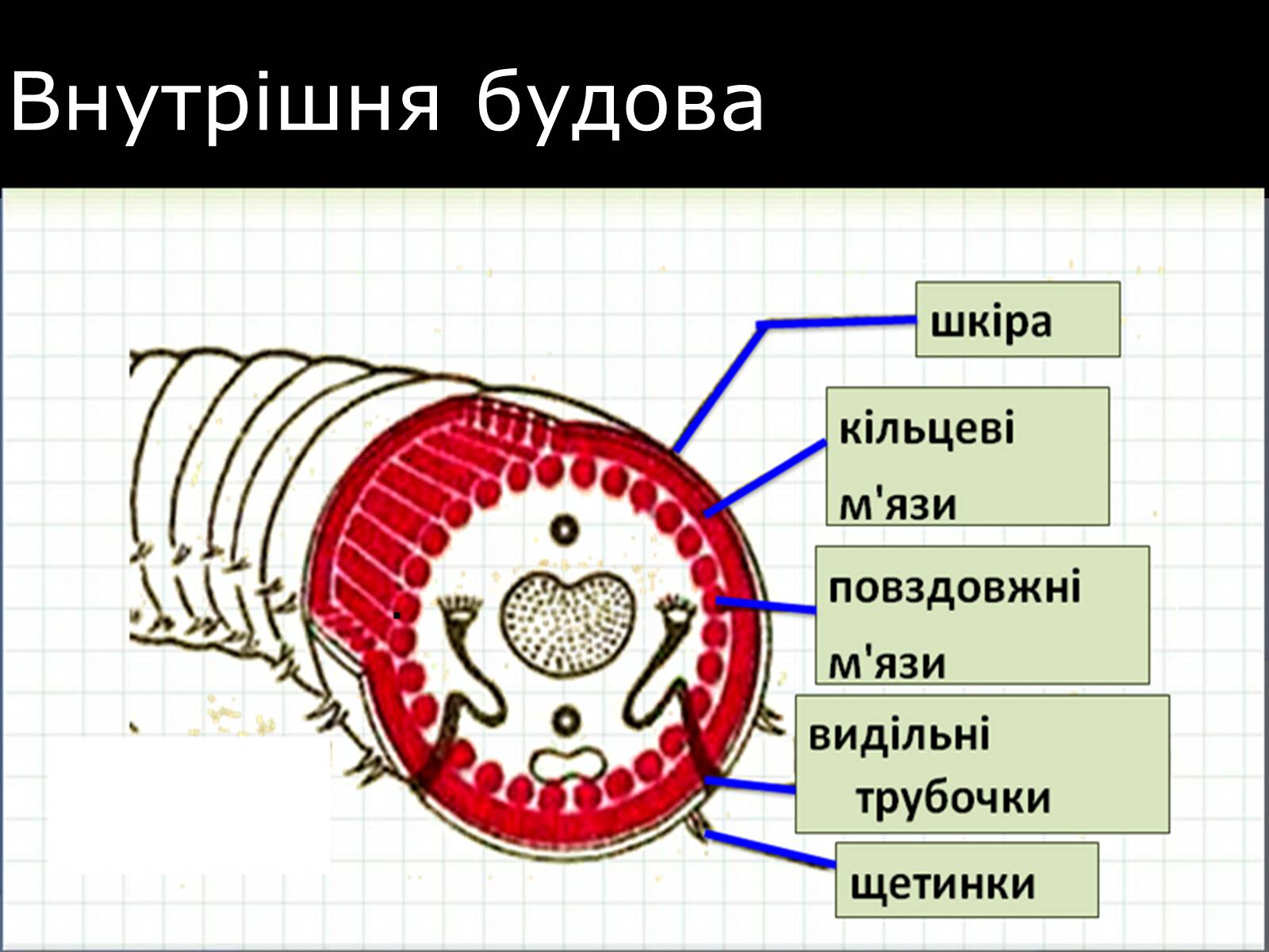 Презентація на тему «Малощетинкові черви» - Слайд #8